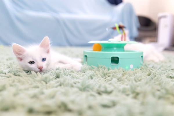 Cuddly Turkish Angora Kittens (Covina)63953679112963121