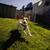 Dog Park, On-Site Management, Window Coverings 6 thumbnail