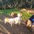 Boer goats 3 thumbnail