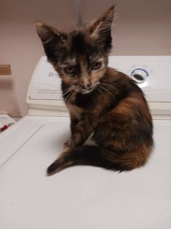 Gatitos adorables (Lawrenceville)63881507076739123