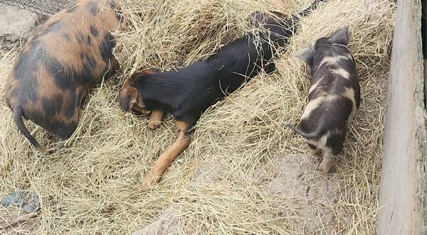 Dos perros de granja (New Bloomfield)63981874880258122