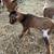 Baby Nigerian dwarf goats 4 thumbnail