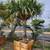 Dragon Trees and Ancient Olive Trees 11 thumbnail