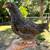 Pullets 1 thumbnail