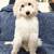 Golden Doodle 1 thumbnail