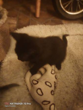 2 Kittens Black 1