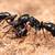 PEST CONTROL (VERY INEXPENSIVE) EXTERMINATOR EXTERMINATION BED BUGS #1 2 thumbnail
