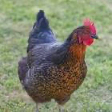 Black sex link pullets 1