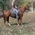 Well Broke Quarter Horse Gentle - Waldo 1 thumbnail