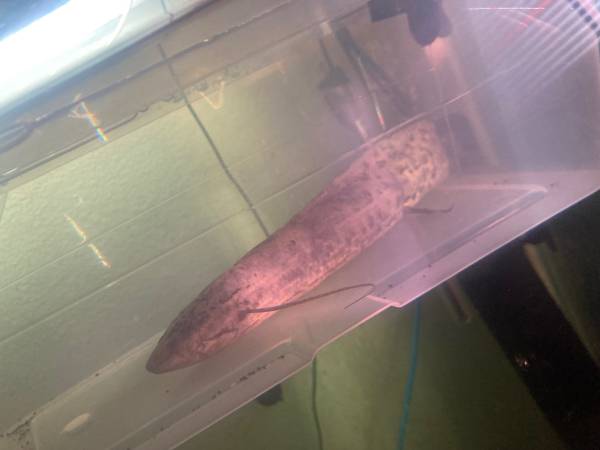 Fish need home asap 1