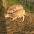 Sheep 2 thumbnail