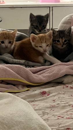 4 kittens for SALE 1