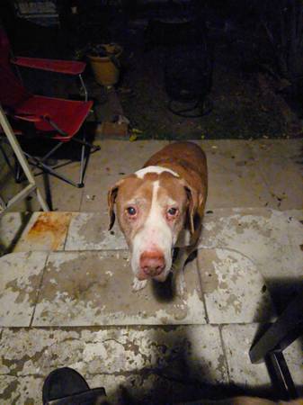 Perro que necesita un nuevo hogar (Pico Rivera)63877736026243120