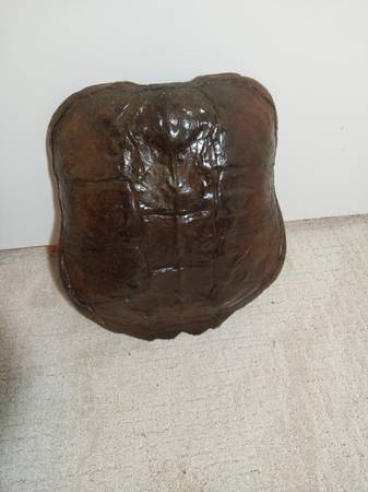 Turtle Shell 1