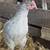 Lavender rooster available 1 thumbnail