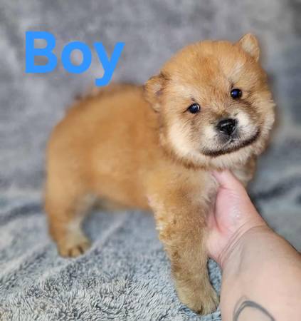 Sweet Chow Pups63690952244481120