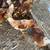 Red Sex Link Pullets 3 thumbnail