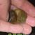 Mystery snails 2 thumbnail