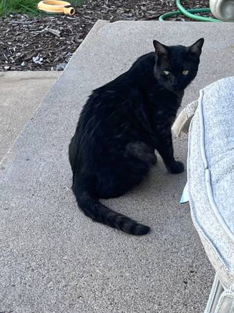 Gato macho encontrado (Arvada)63963640333571121