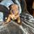 Xl american bully puppies rehoming 2 thumbnail