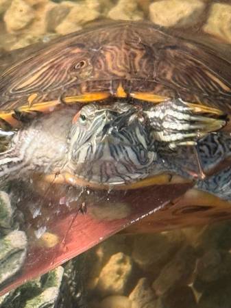Red ear slider turtle 1 yr / parrakeet (simi valley)63686091128067120