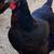 Gallinas ponedoras 2 thumbnail