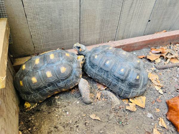 Redfoot tortoises (San Rafael)63861571411073121