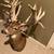 Huge whitetail shoulder mount ,Taxidermy 2 thumbnail