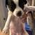Puppies Rehoming - 800$ 3 thumbnail