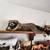 raccoon - taxidermy - large good shape - vintage 1 thumbnail