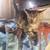 one kitten 1 thumbnail