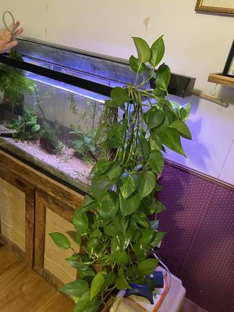 Aquarium - 29 gal w/plants 1
