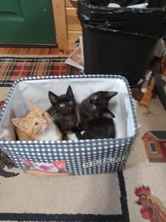 Help our Cat & Animal Rescue (Kingston)64219071980546121