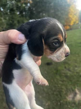 Beagle puppies (Banks)63931567000451121