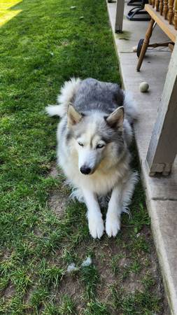 Your forever friend (Kennewick)63896661959683120