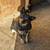 Blue heelers 9 thumbnail