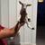 Nigerian Dwarf Goats 3 thumbnail