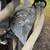FFC 72" Skid Steer Loader Snow Blower Attachment 4 thumbnail