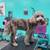 Creative Pet Grooming 20 thumbnail
