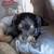 Chihuahua pups 2 thumbnail