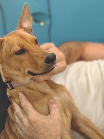 Lost neutered male brown dog w/ pointy ears (Hilo)63825497716483121