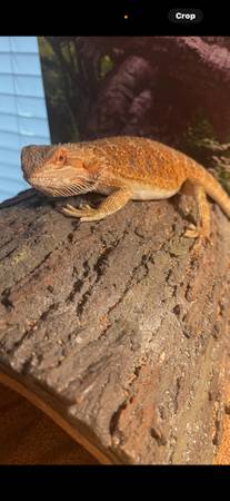 Dragón barbudo para reubicación (El Reno)63670608449283121