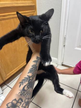 Dos gatitos necesitan reubicación (Killeen)63839345074819120