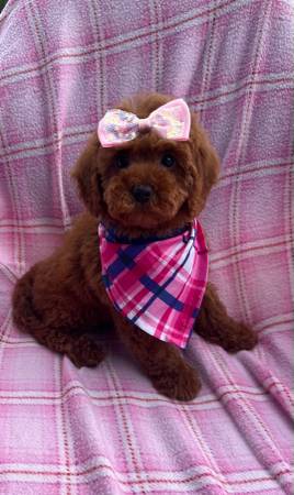 Mini poodle puppies puppy 1