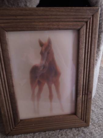Foal in the Mist picture 1