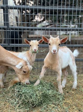 Cabra enano nigeriano bebé (macho/burro) (Bakersfield)64014696276099123