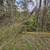 36 acres of woods for your recreation needs 4 thumbnail