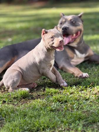 AMERICAN BULLY ?? (New Bern)63948404454787120