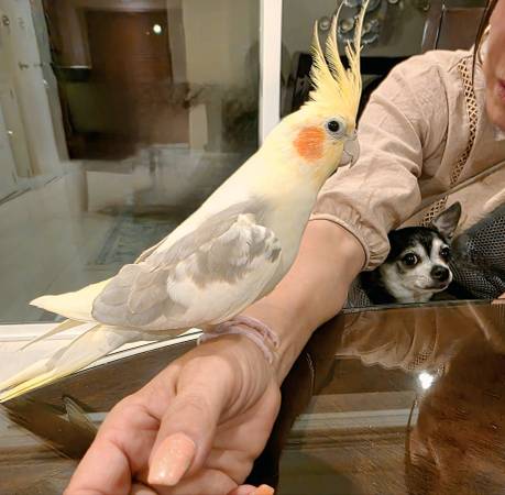 Rehoming my two Cockatiels (san jose west)63874129862659120