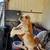 Basset Hounds 3 thumbnail